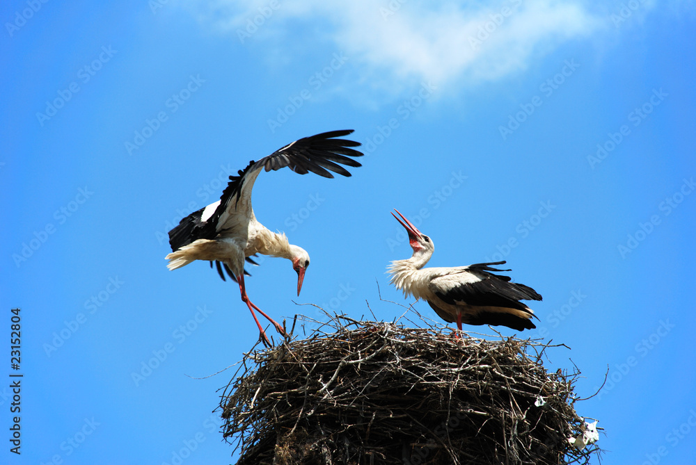 Fototapeta premium storks in nest