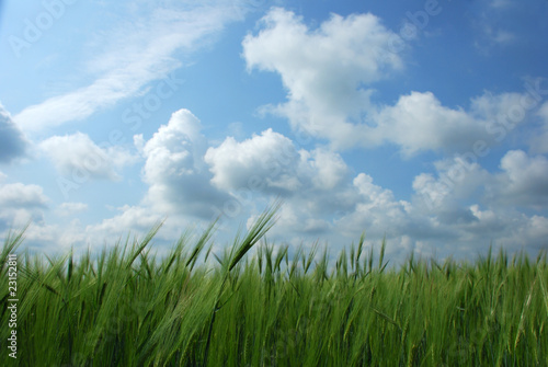 green wheat field and blue sky landscape