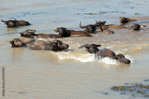 waterbuffalo