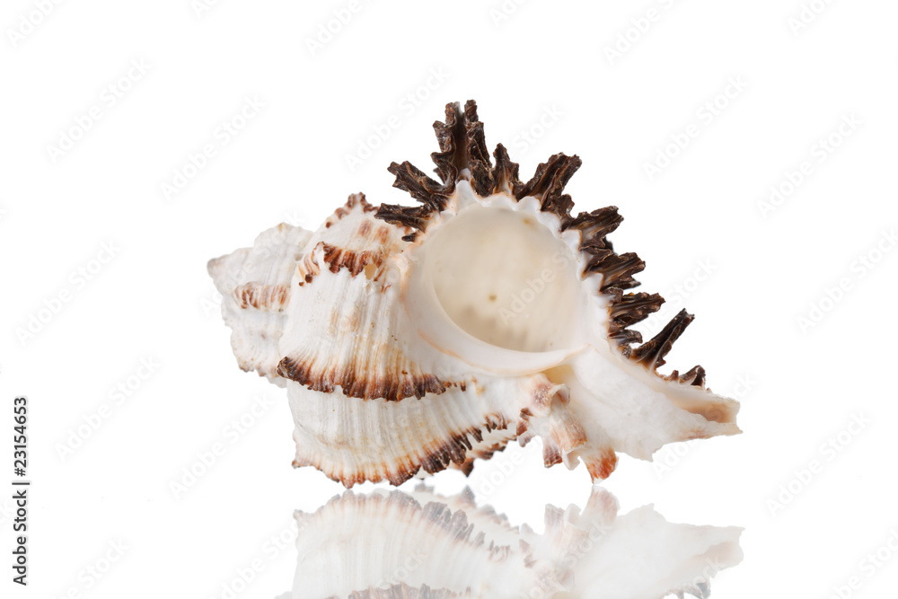 Sea Shell Sea Shell