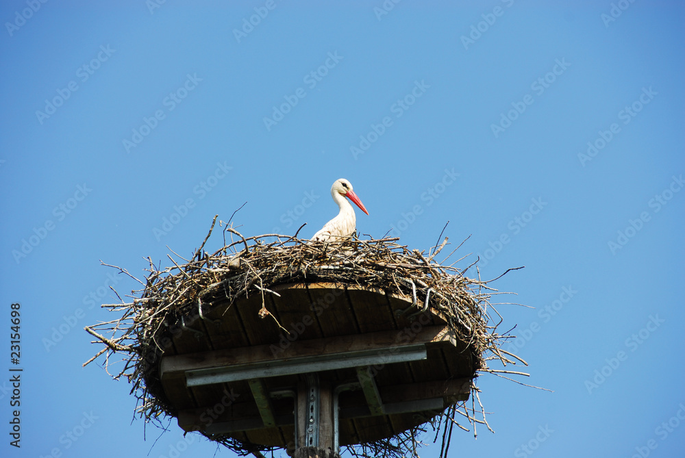 Fototapeta premium Weißstorch im Nest