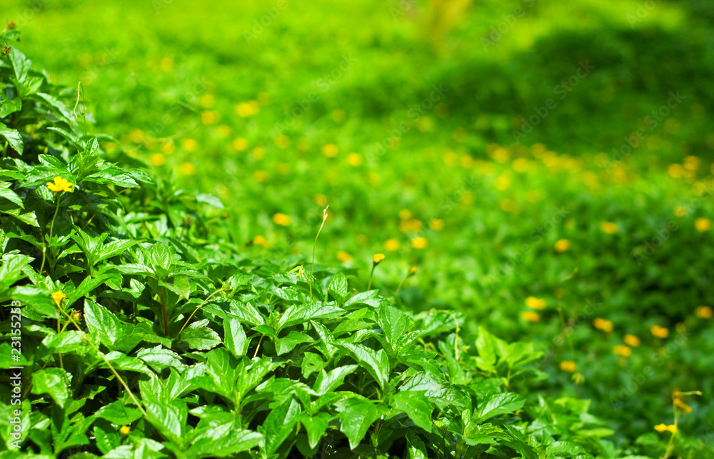 foliage foliage