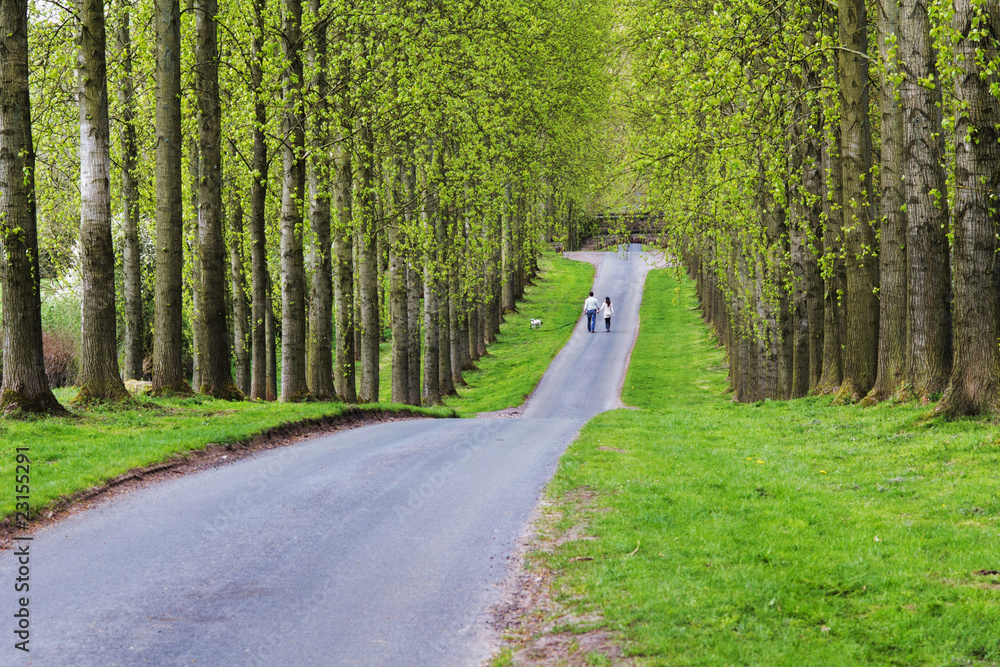 Fototapeta premium country road