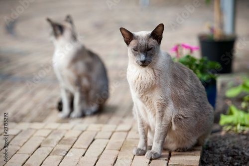 Fototapeta Siamese cats
