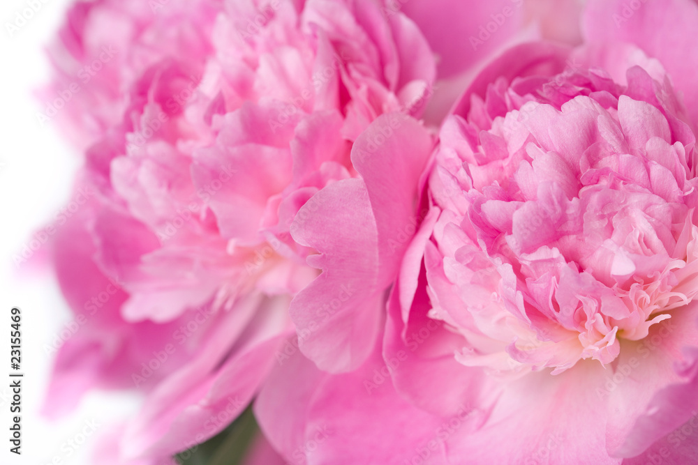 Fototapeta różowy piwonia kwiat