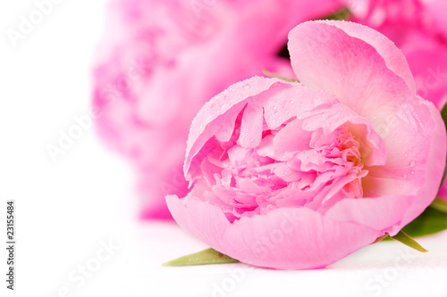 pink peony flower