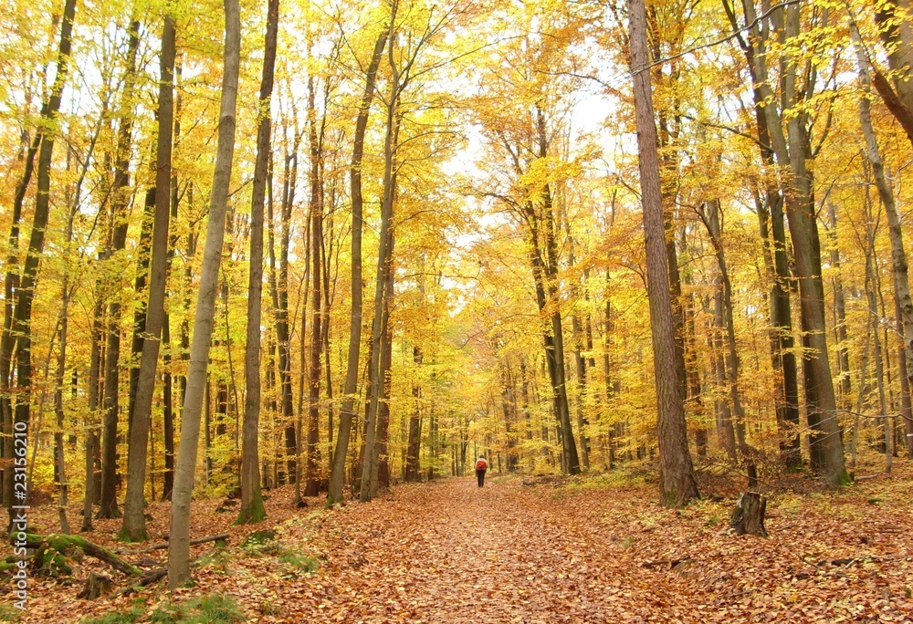 Deutschland Herbst Wald Taunus Mittelgebirge