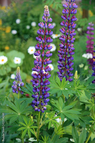 Lupine