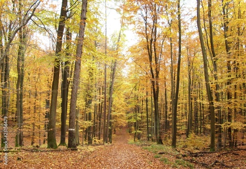 Herbst Wald Laub Bäume Färbung Weg