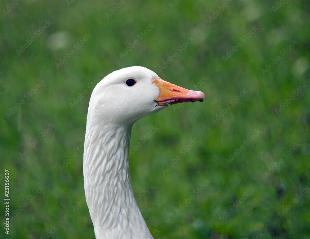 Goose Goose