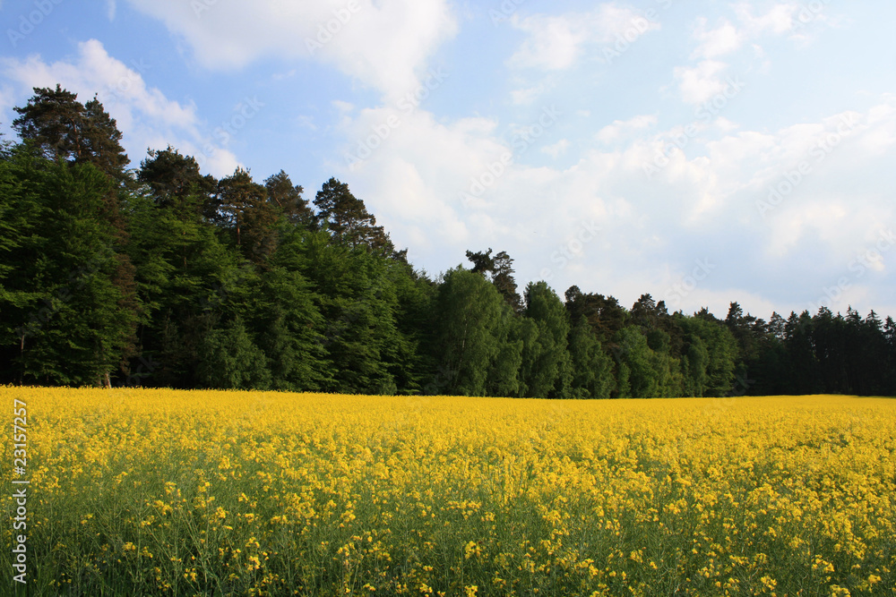 forest and rape field ©