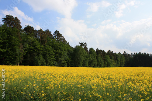 forest and rape field   
