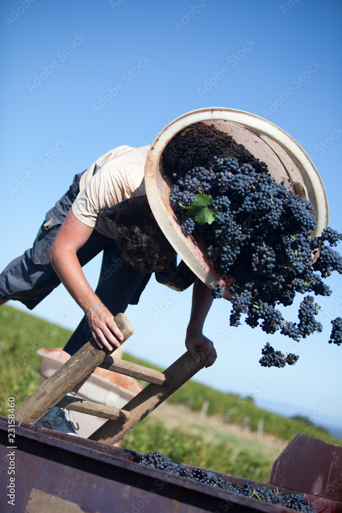 Obraz premium grappes de raisin