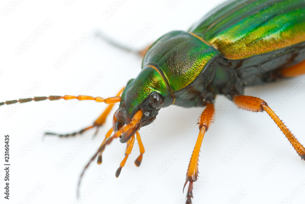 Carabus auratus Carabus auratus