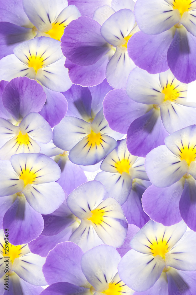 pansy over white background