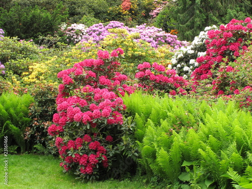 Rhododendron bunt