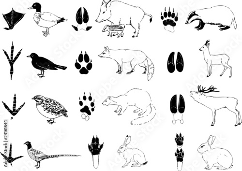 Faune