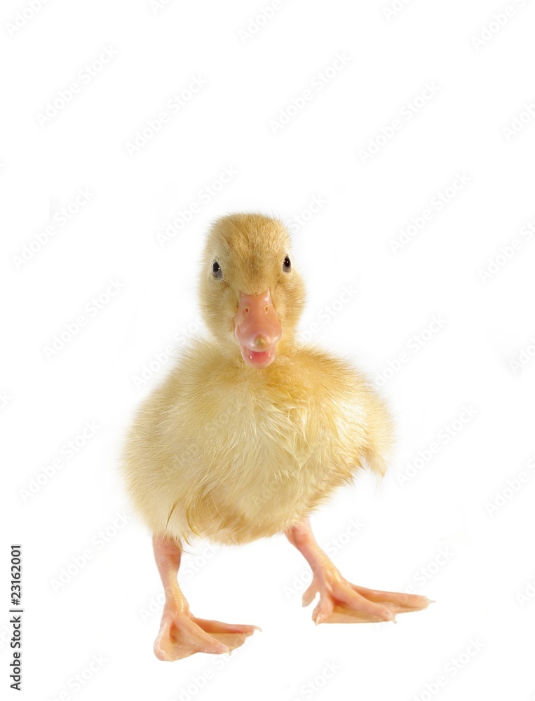 Fototapeta premium nestling of duck