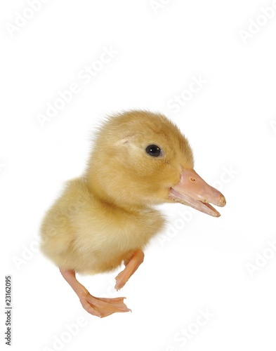 nestling of duck