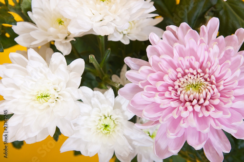 White and pink chrysanthemums