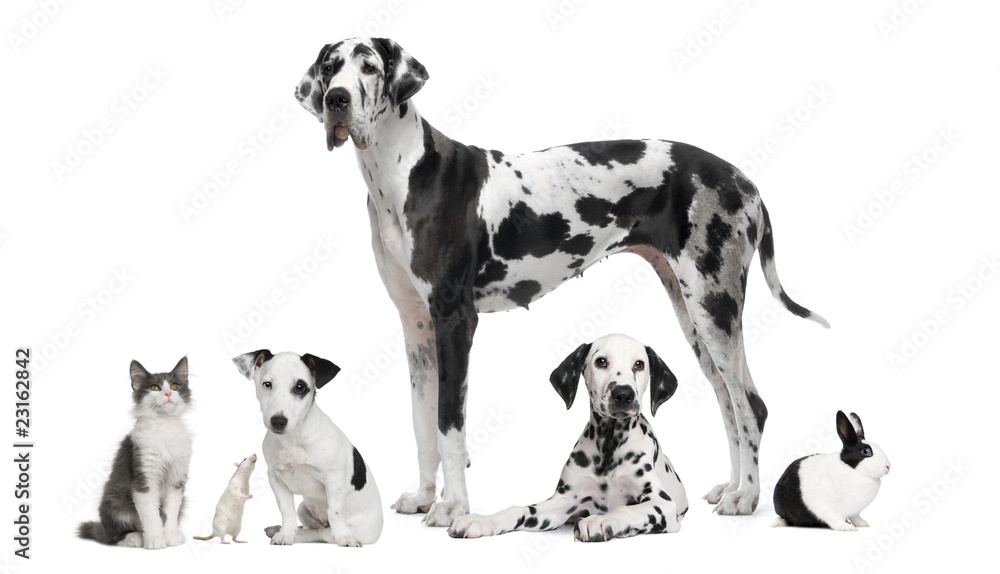 Group portrait of black and white animals Group portrait of black and white animals