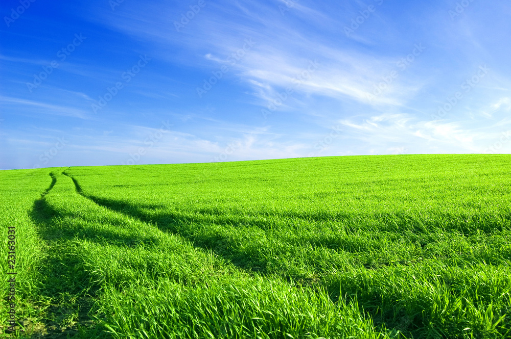 Obraz premium Green field and blue sky conceptual image.