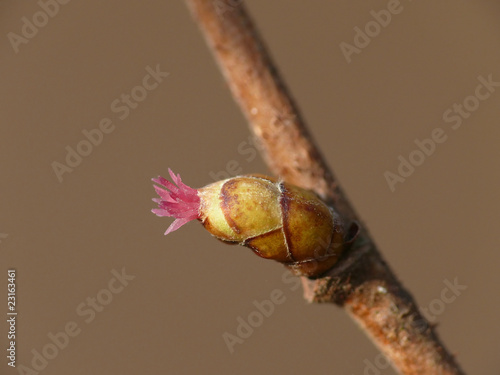 Haselnussblüte
