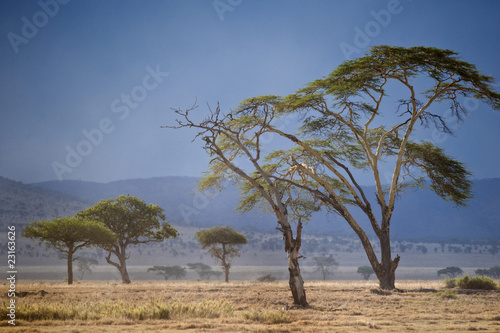 Landscape of Serengeti National Park, Serengeti, Tanzania