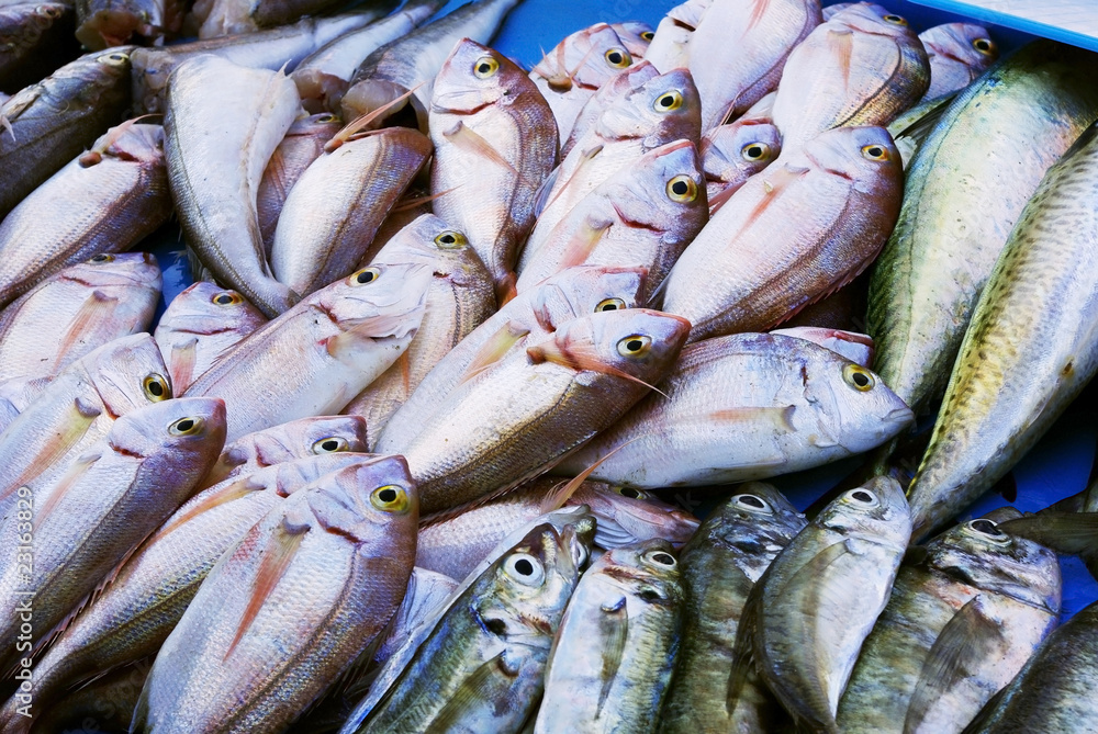 Poissons frais sur la marché du port II