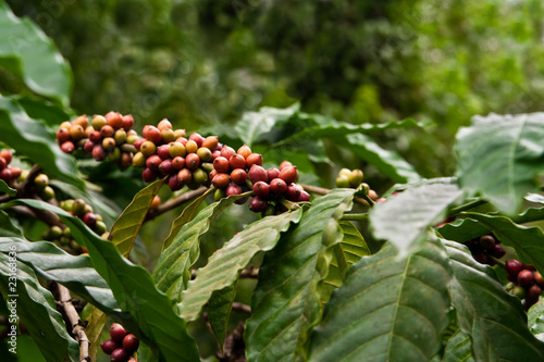 Tableau sur toile Kaffeepflanze, coffee plant