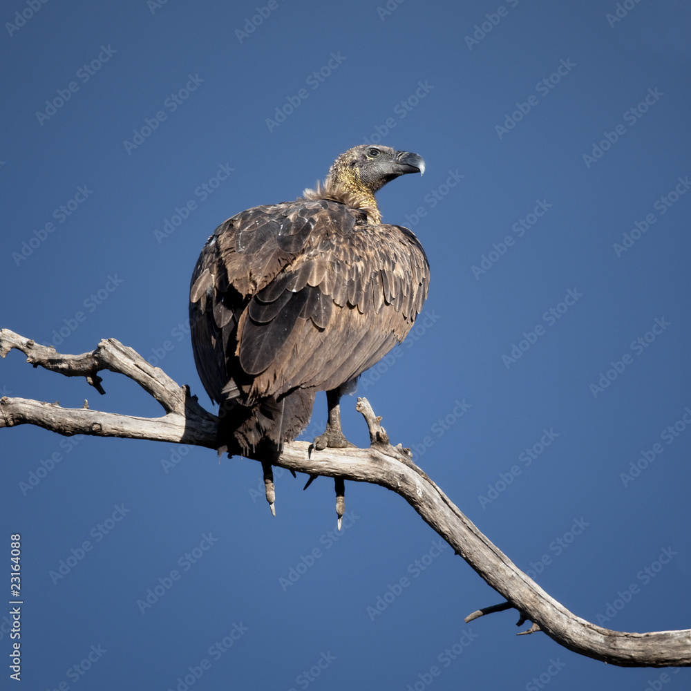 Vulture perched on branch against clear blue sky Vulture perched on branch against clear blue sky