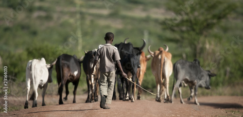 Rear view of boy with herd of cattle  Serengeti National Park