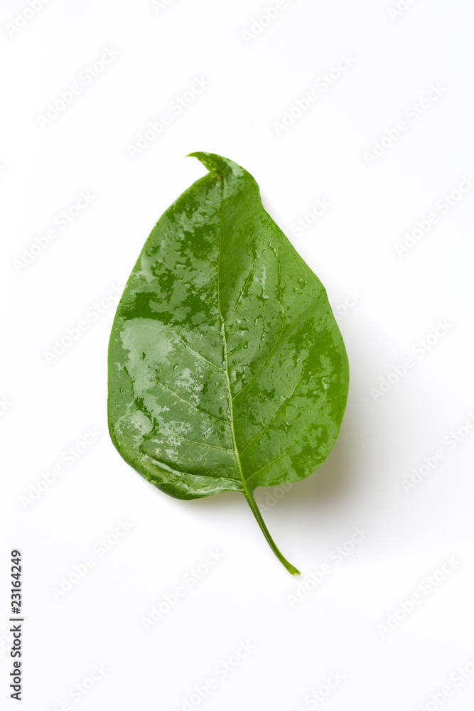 green lilac leaf isolated on a white background