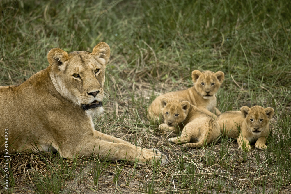 Lioness lying with her cubs in grass, looking at camera Lioness lying with her cubs in grass, looking at camera