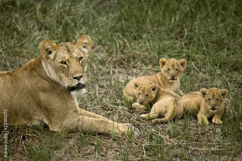 Lioness lying with her cubs in grass  looking at camera