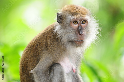 Long Tail Macaque, Monkey In The Natural Environment © axway