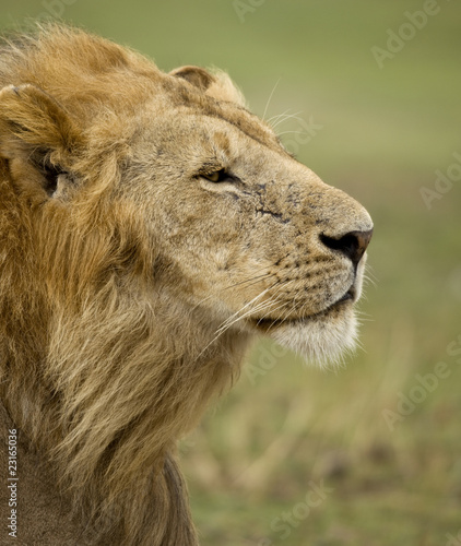 Close-up profile of adult lion  Serengeti National Park