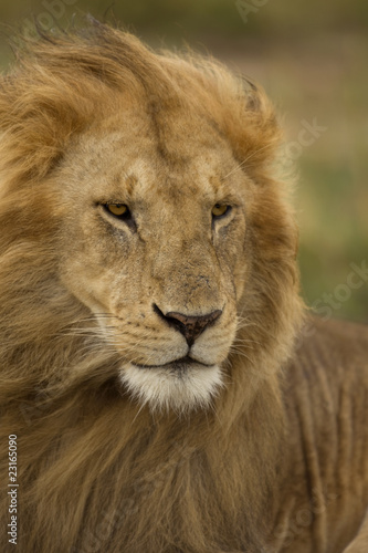 Close-up of Lion, Serengeti National Park, Serengeti, Tanzania © Eric Isselée