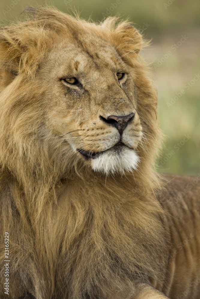 Close-up of Lion, Serengeti National Park, Serengeti, Tanzania Close-up of Lion, Serengeti National Park, Serengeti, Tanzania