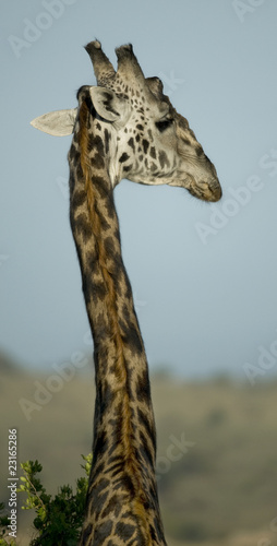 Close-up of giraffe  Serengeti National Park  Serengeti