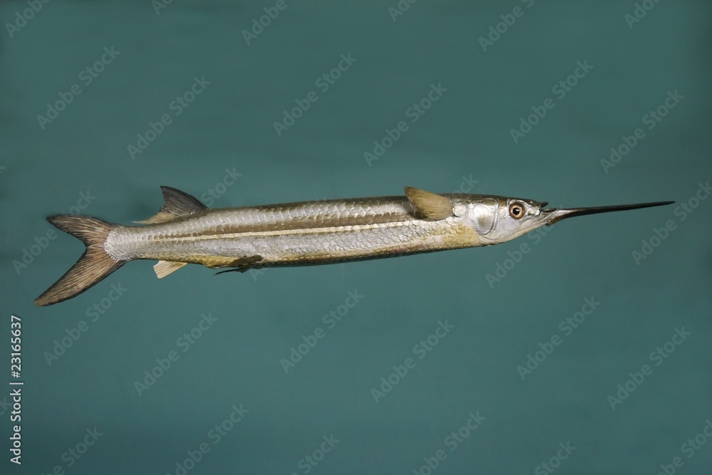 Fototapeta premium Needle Fish Model
