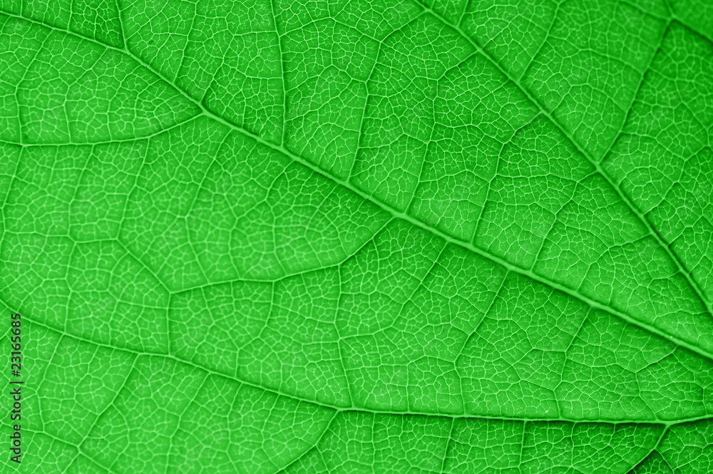 green leaf green leaf
