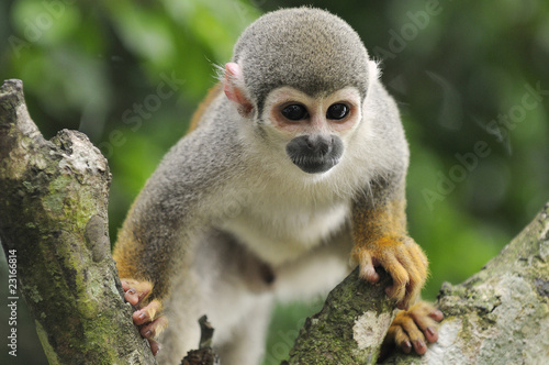 Fototapeta Naklejka Na Ścianę i Meble -  Squirrel monkey
