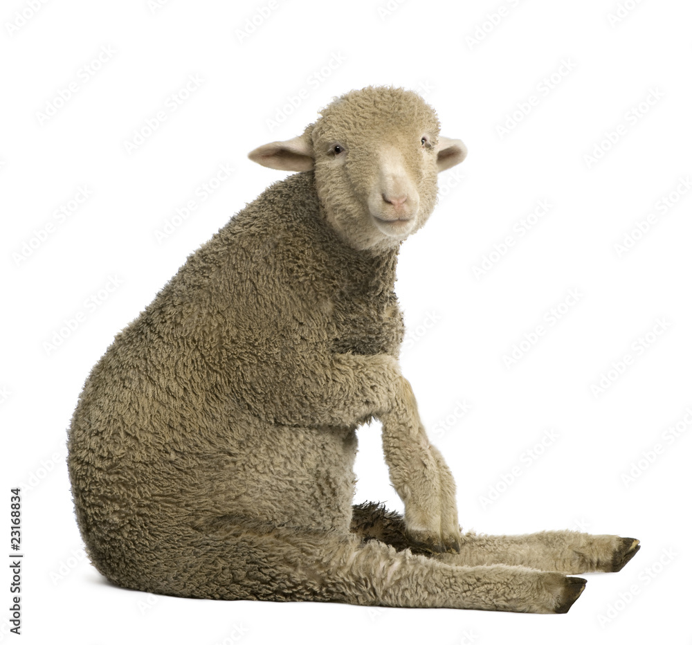Naklejka premium Merino lamb, 4 months old, sitting in front of white background