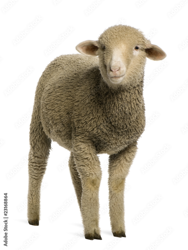 Naklejka premium Merino lamb, 4 months old, portrait