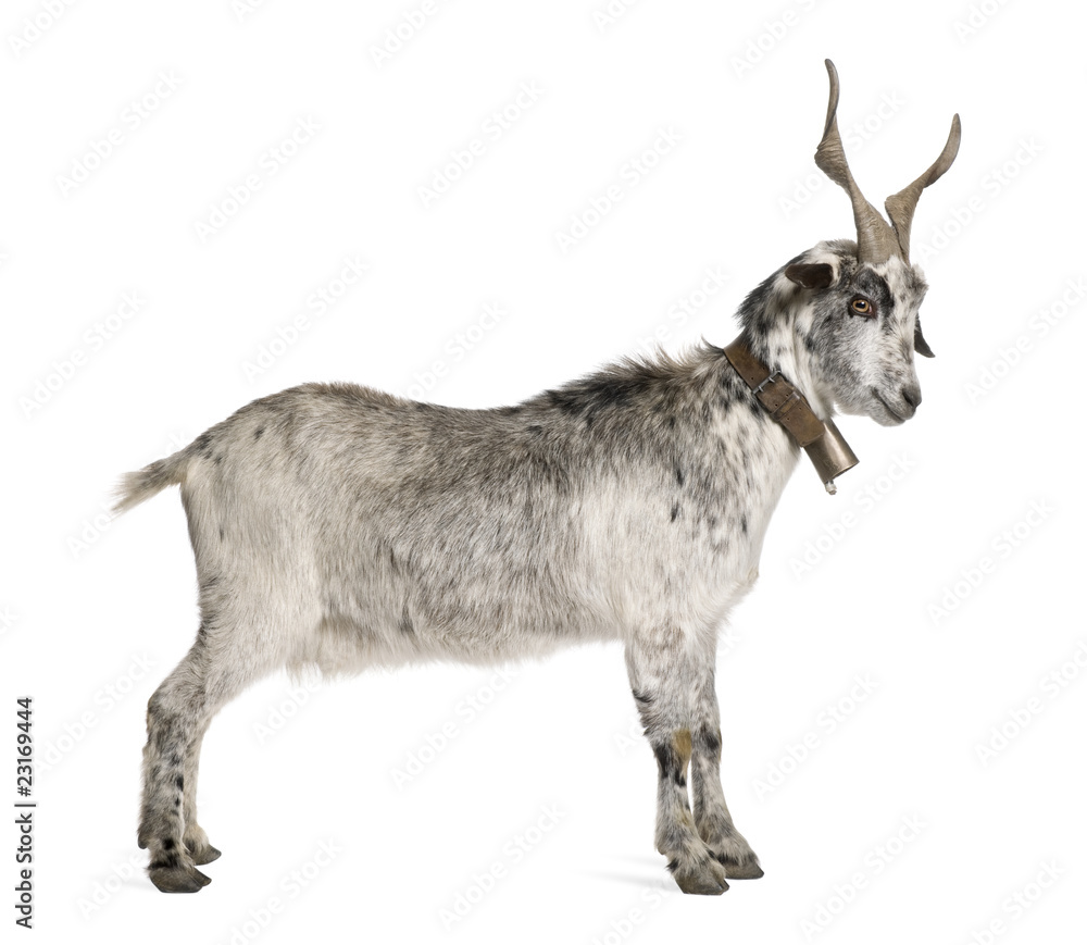 Rove goat, 5 years old, standing in front of white background Rove goat, 5 years old, standing in front of white background