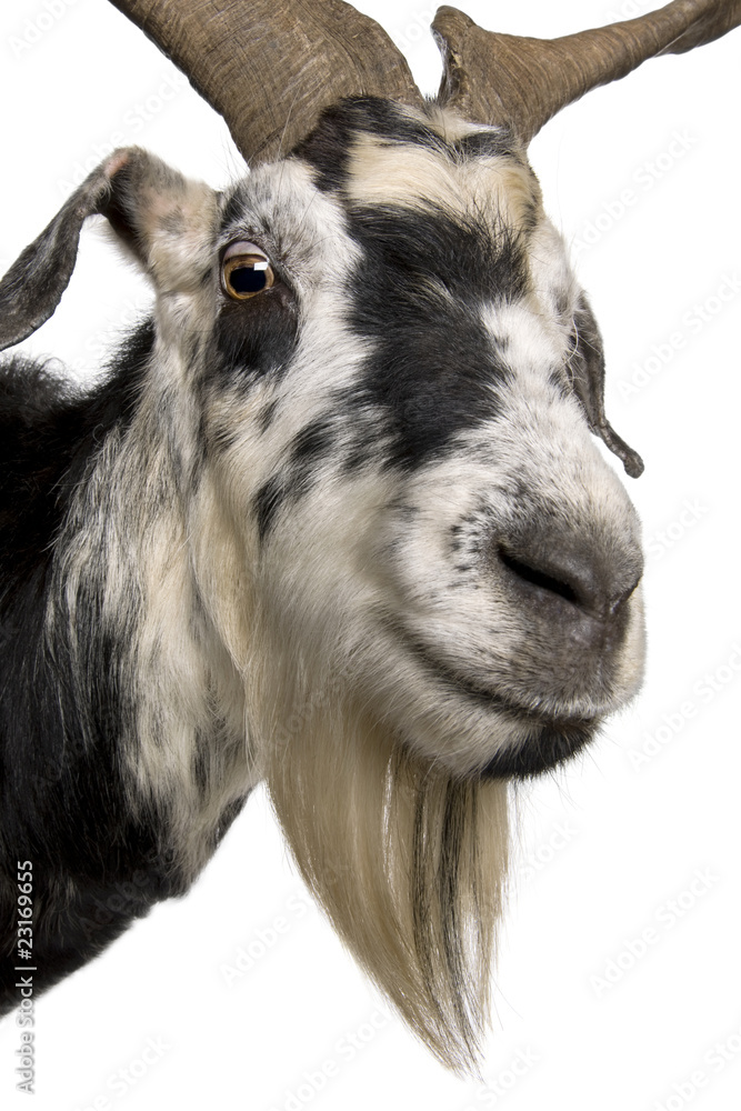 Obraz premium Close-up headshot of Rove goat, 5 years old