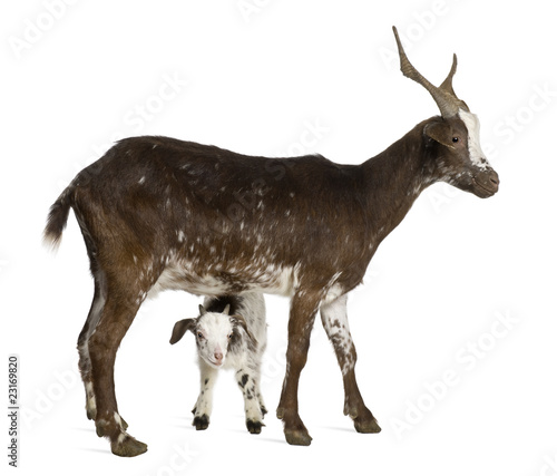 Female Rove goat with kid standing in front of white background
