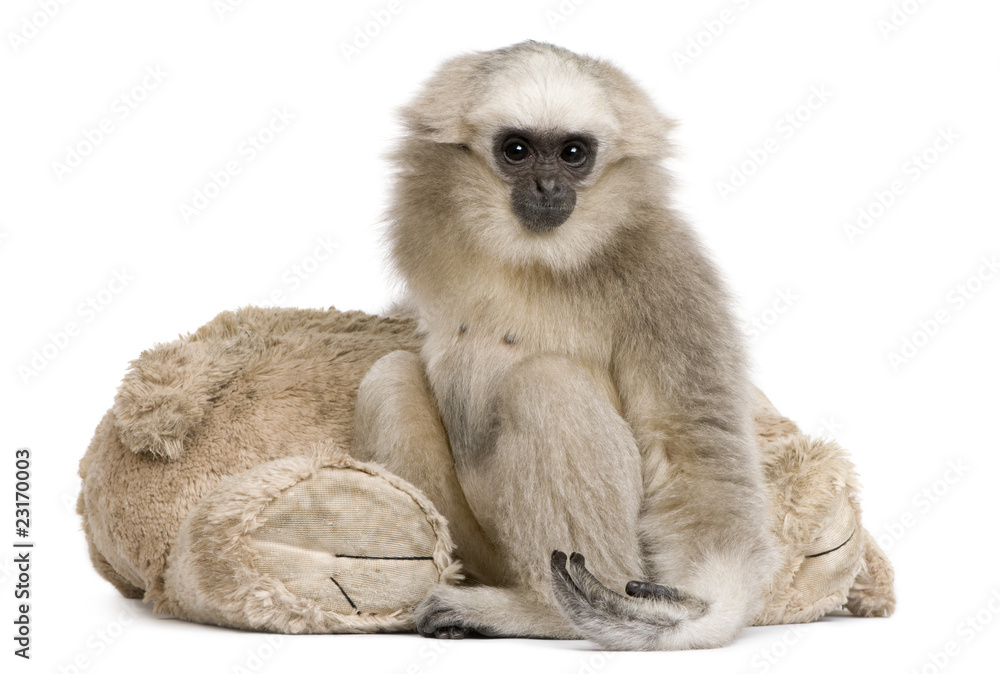 Portrait of young Pileated Gibbon, 1 year old Portrait of young Pileated Gibbon, 1 year old
