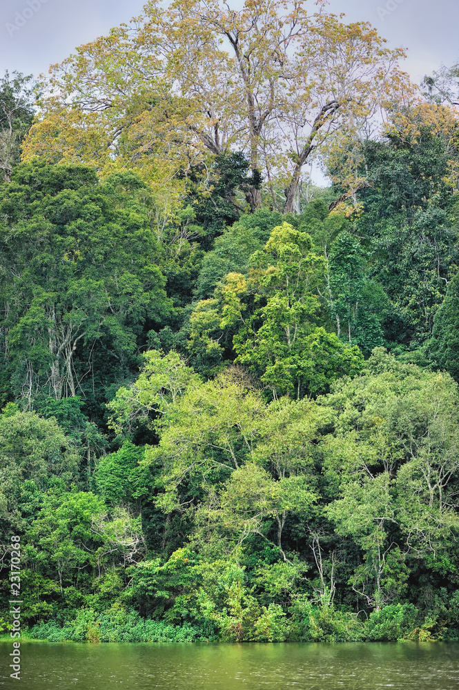 Fototapeta premium Thickets